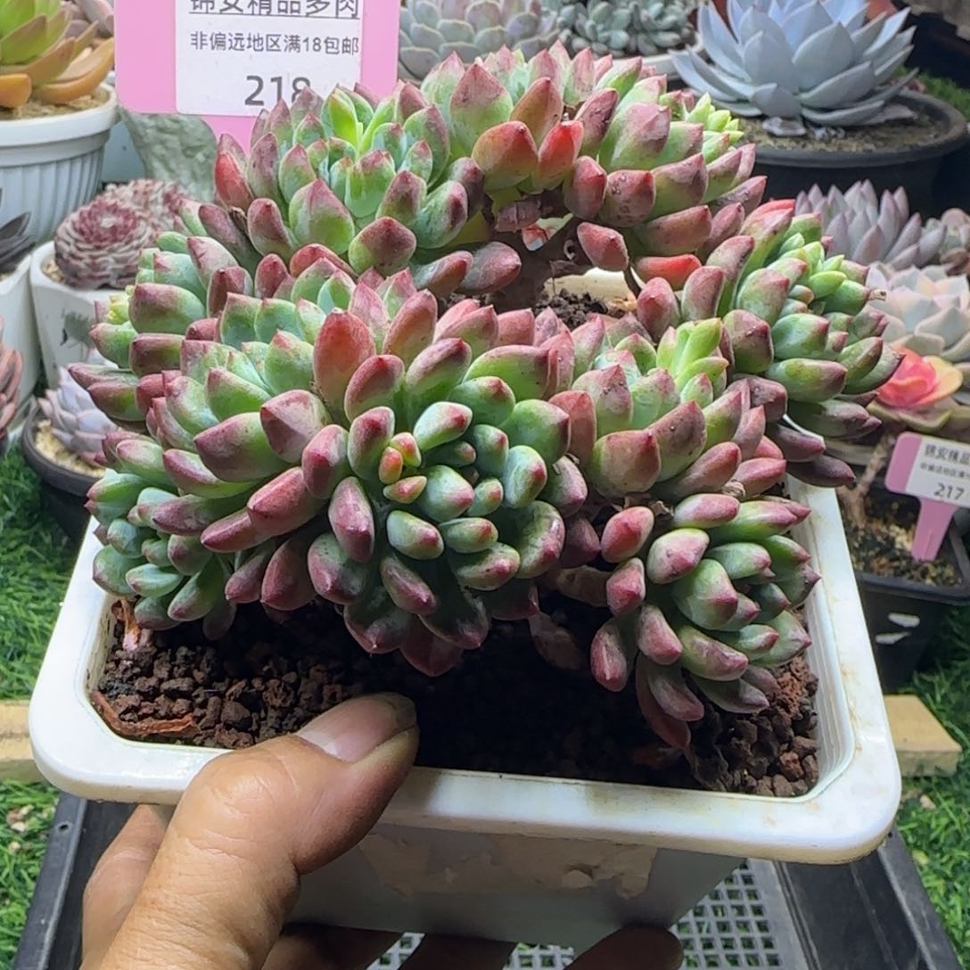锦安精品多肉植物218