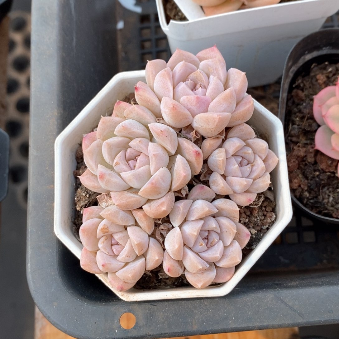 精品多肉一物一拍不包整112