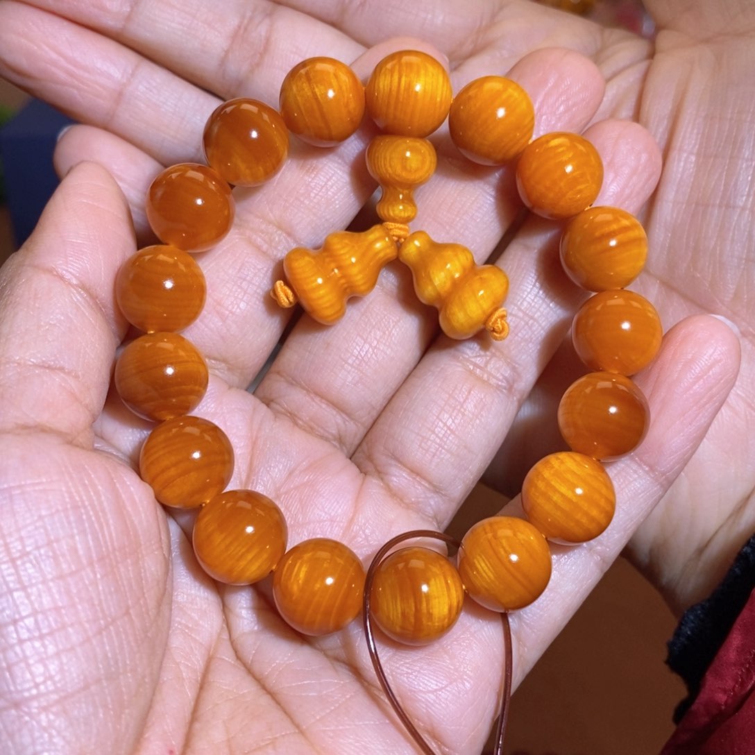 贝壳杉方**跑帝王血龙木