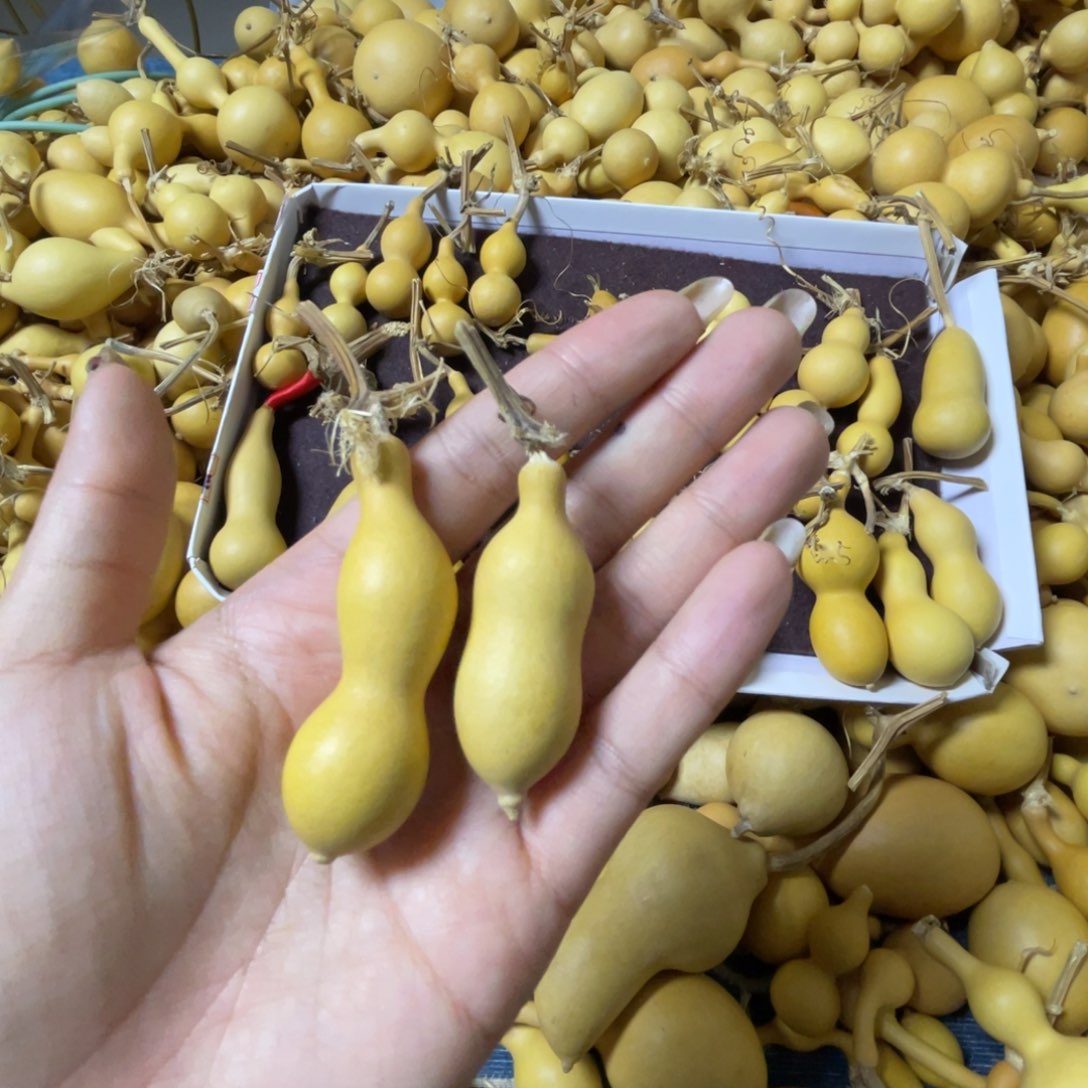 小*芦路路路路旅途咯