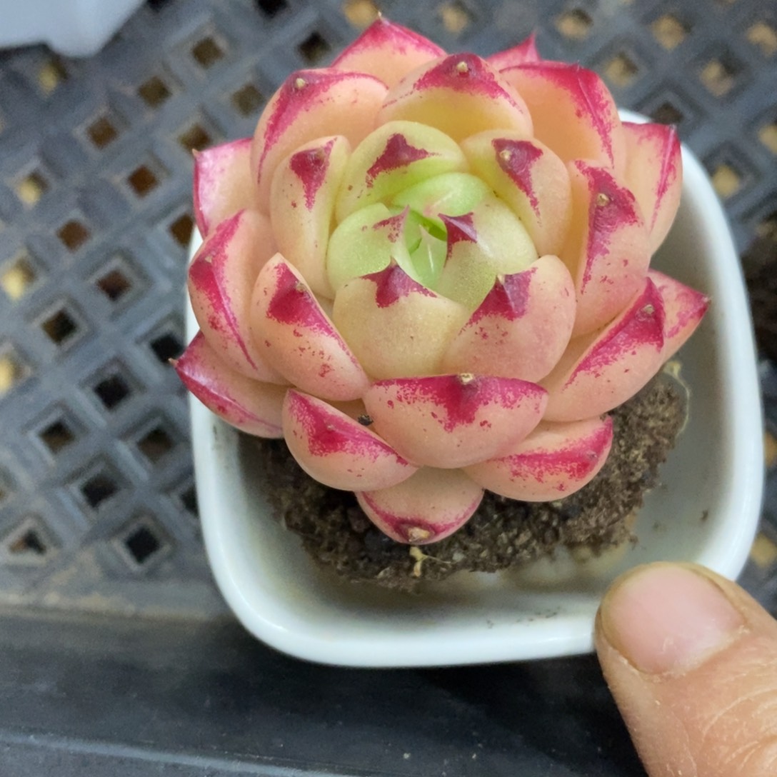 精品多肉一物一拍不包整253