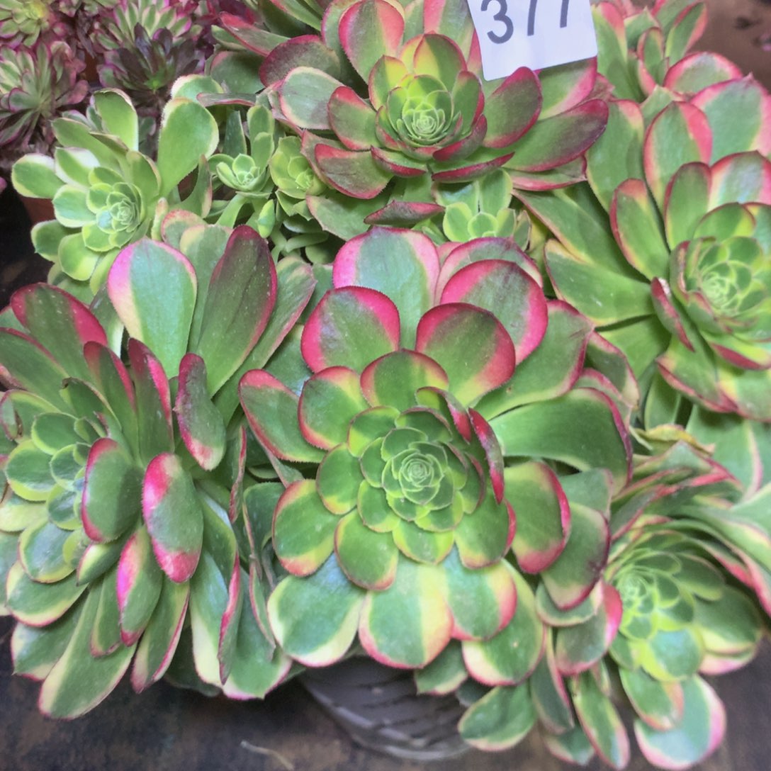 377奶白多肉植物