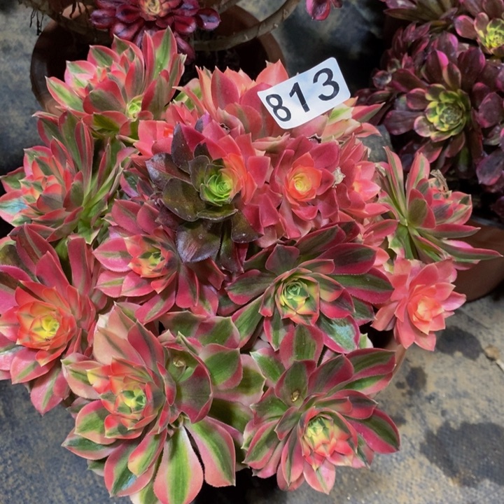 813 粉女巫的法师的