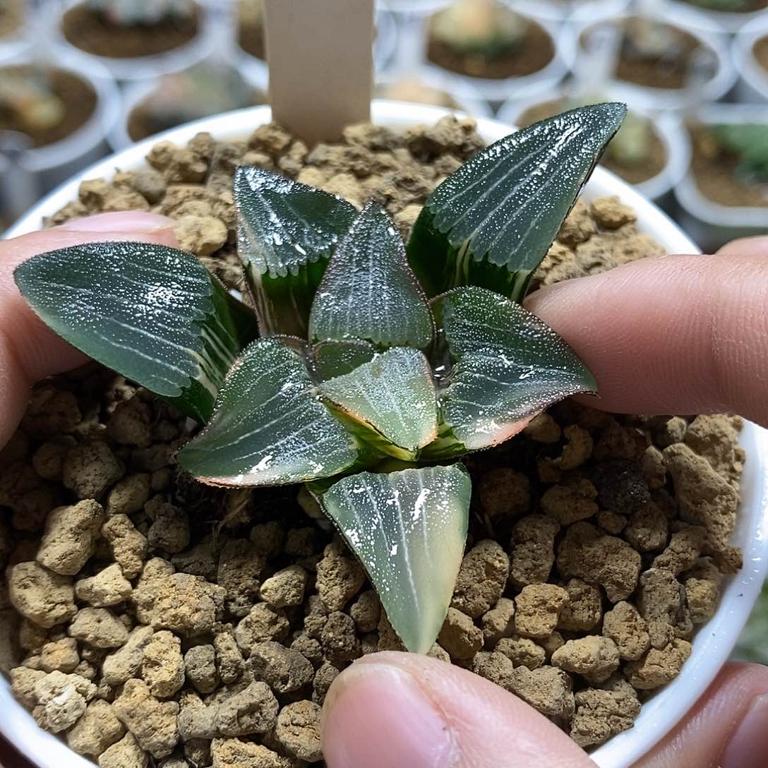 126克锦哈哈哈哈哈