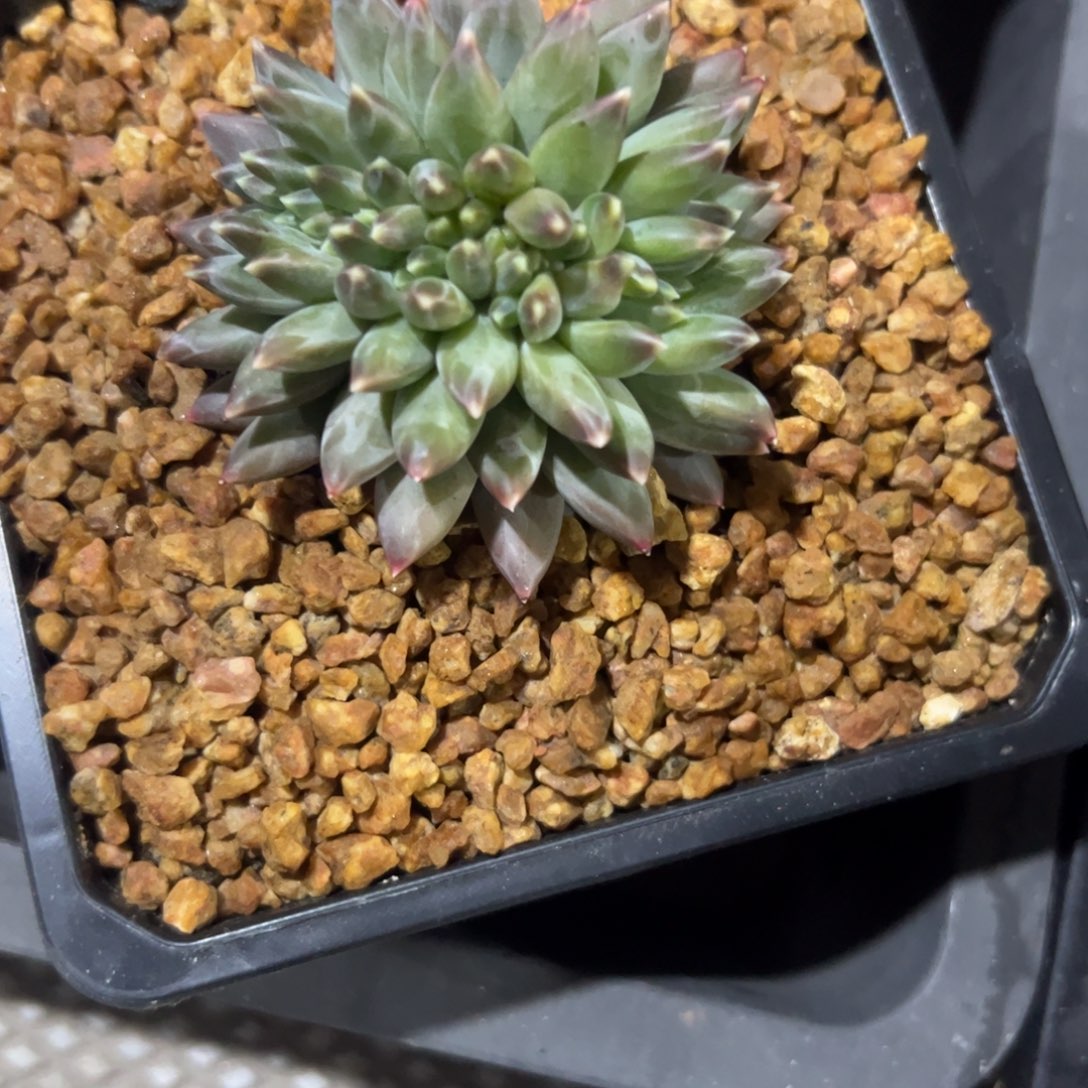****۶多肉植物多肉植物