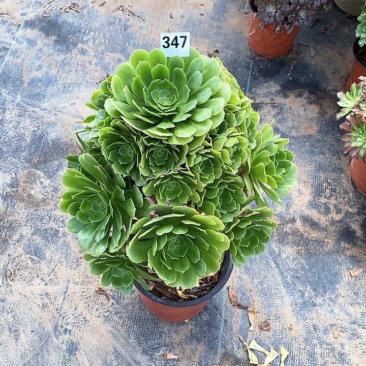 法师植物12345678