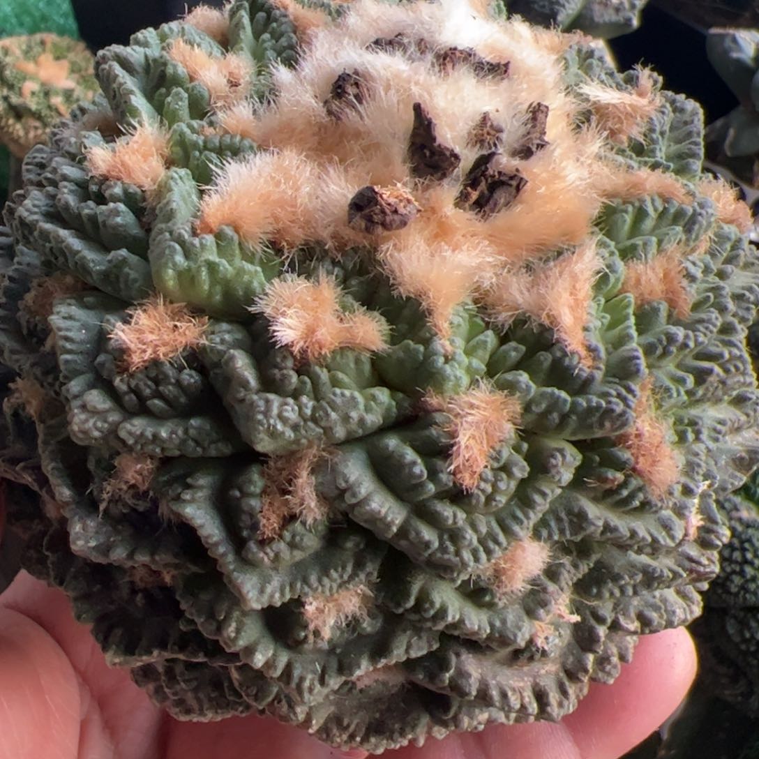 辛顿龟甲牡丹木心根172