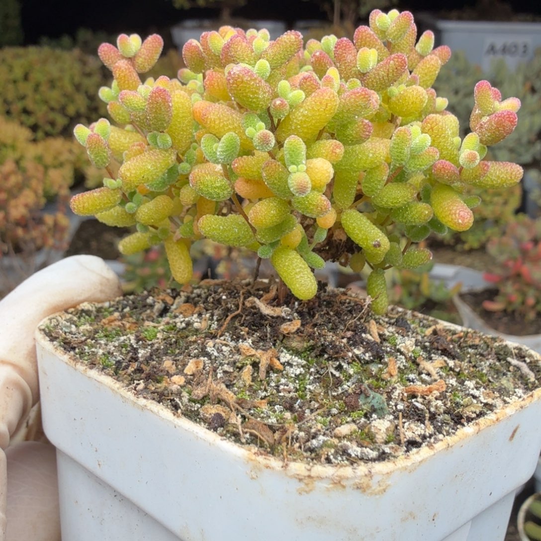 A437蜜橘糖球28元包邮