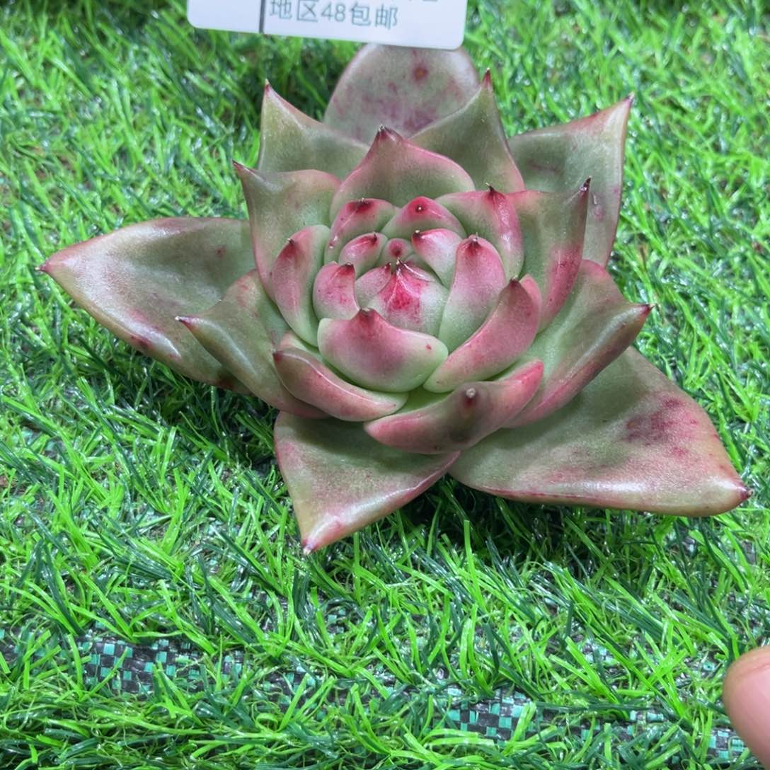 满***堂125………………………………巴松