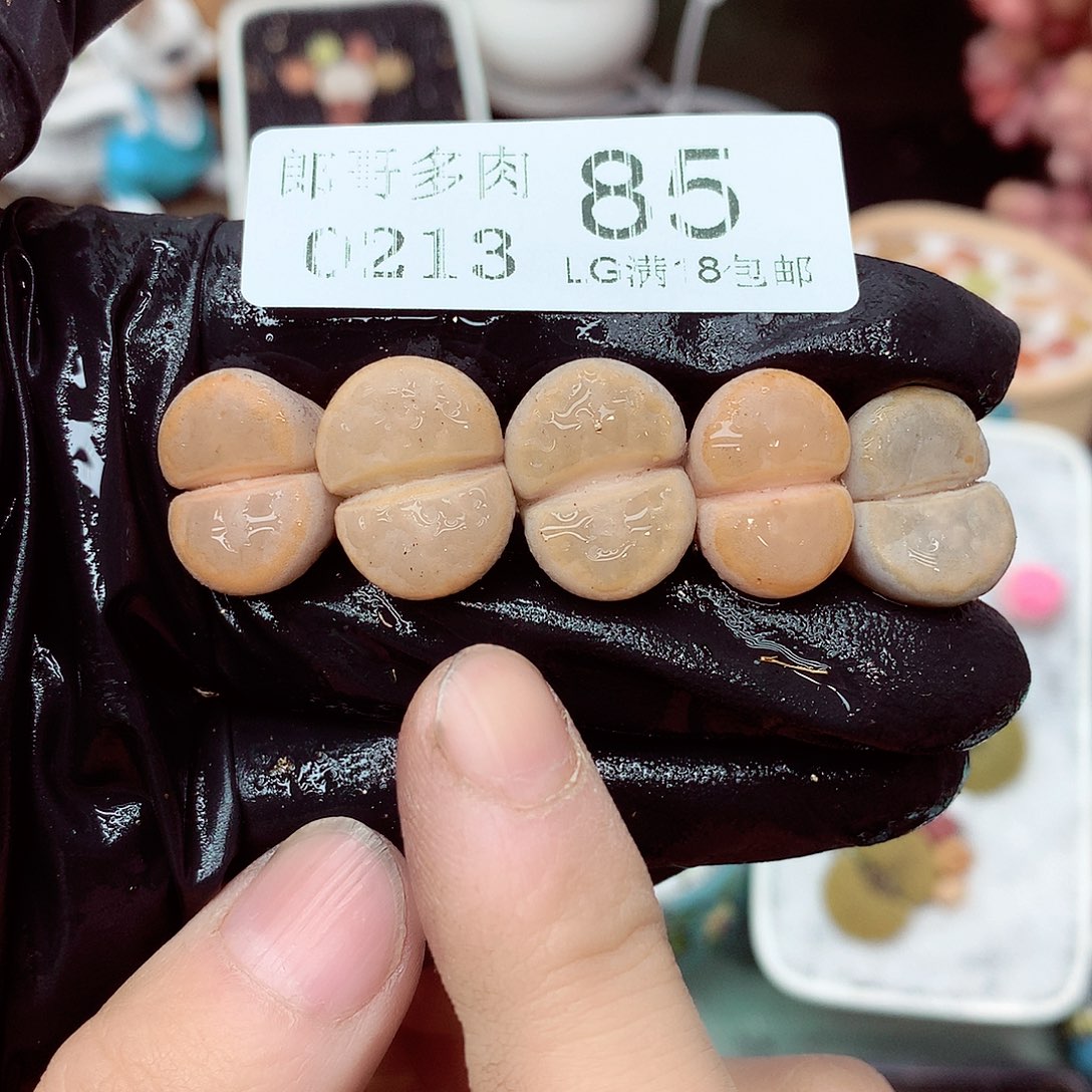 郎哥多肉生石花13-85