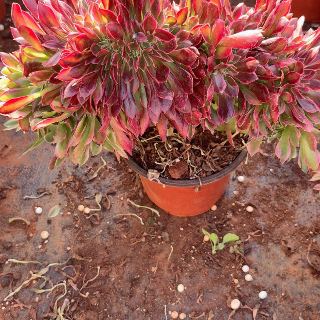 我4169 号多肉法师新年特价婉月