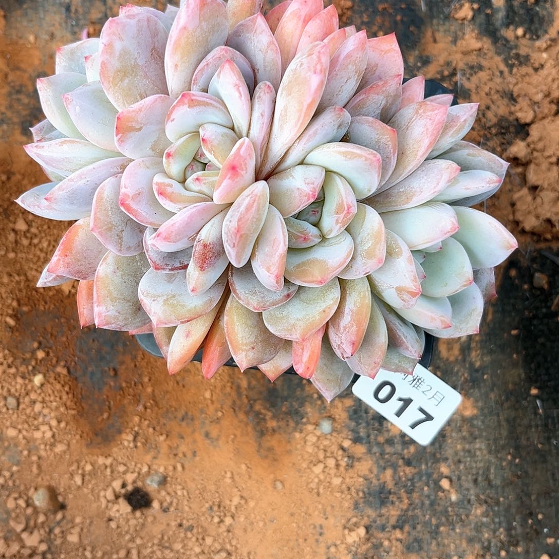 阿雅园艺。   017