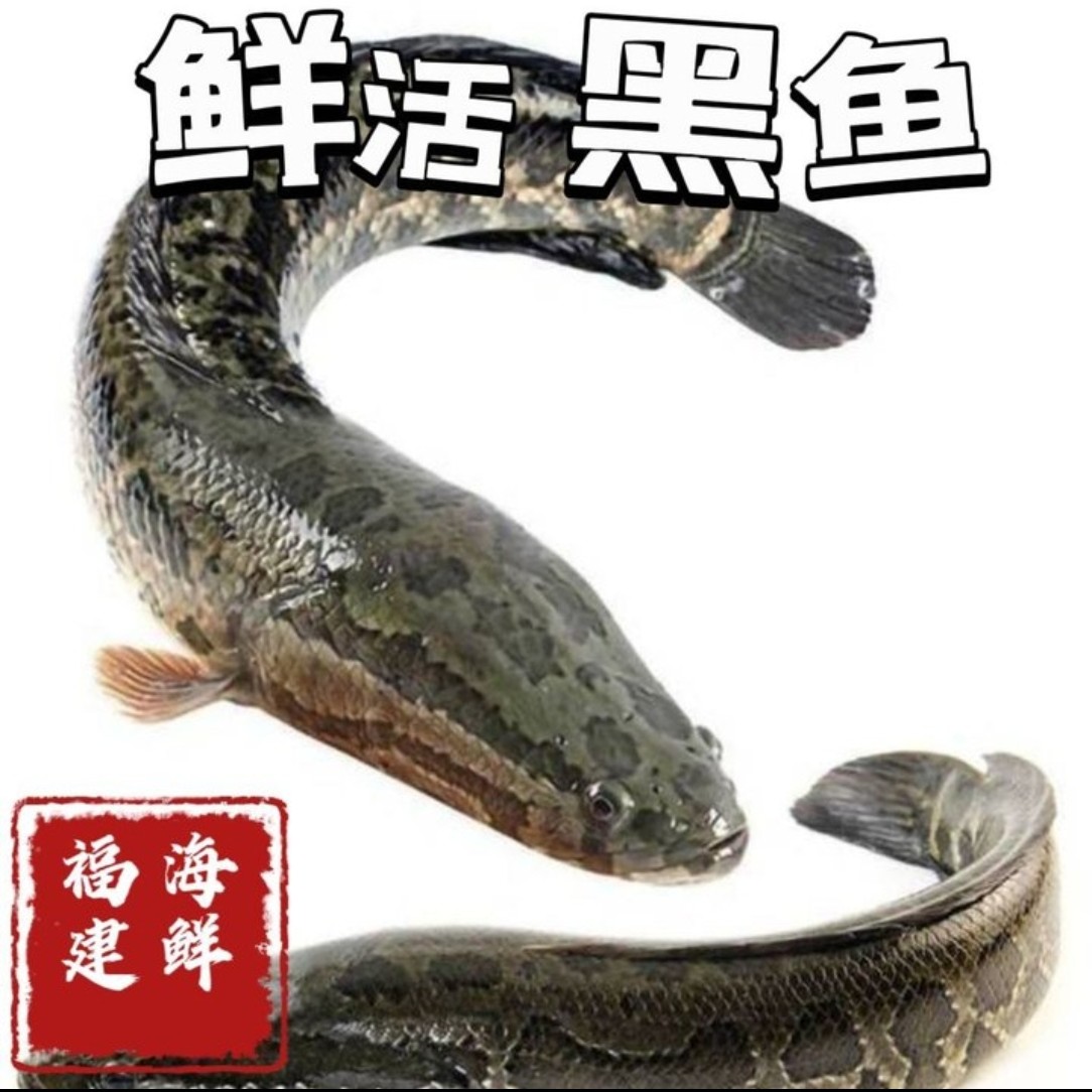 【鲜活】黑鱼/乌鱼 1条