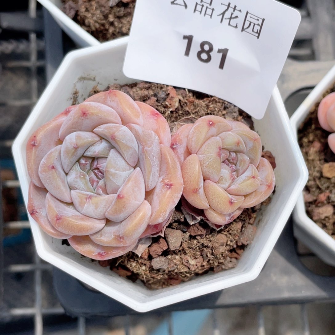 181号糖心冰心珍妮