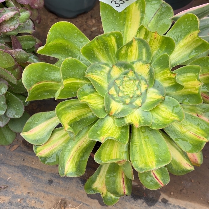 暴君多肉法师3300