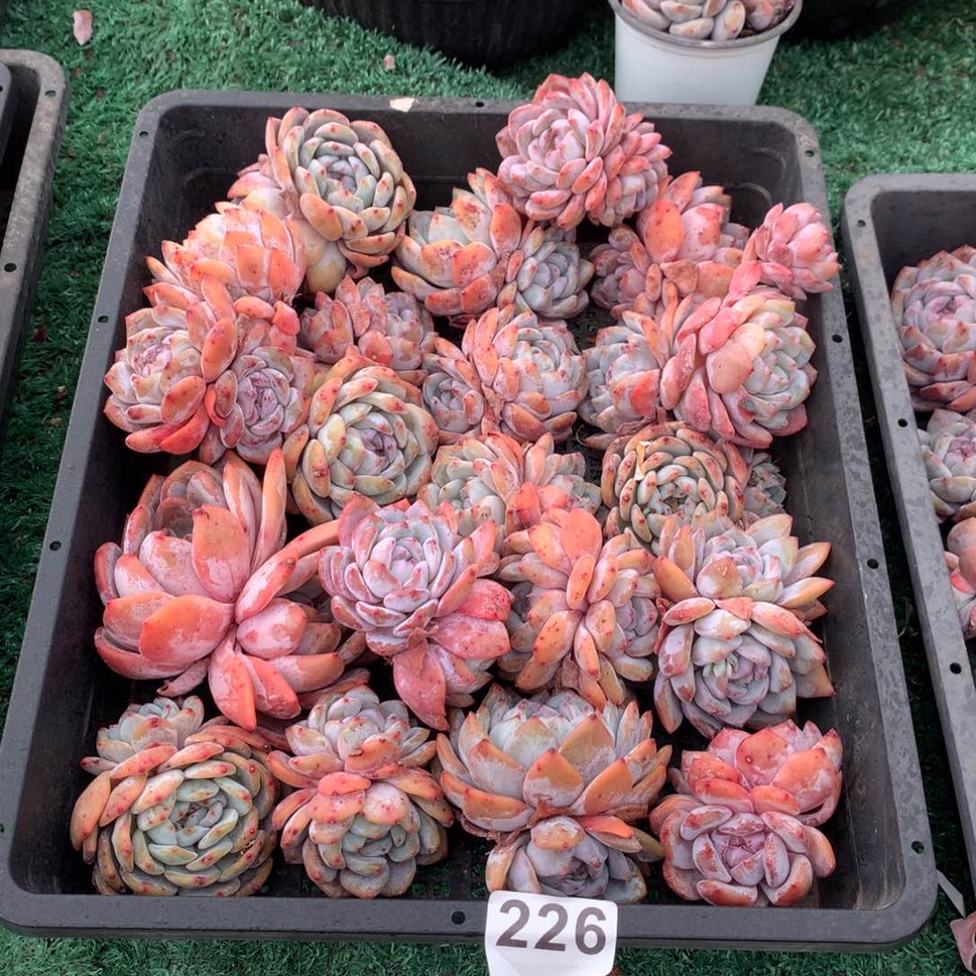 226橙子多肉植物