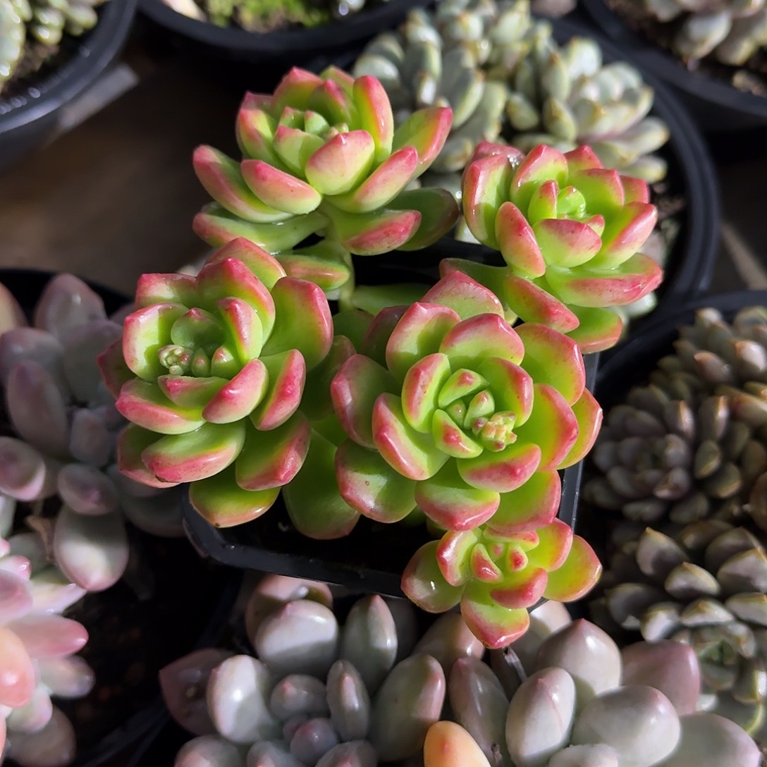 阳光玫瑰多肉植物