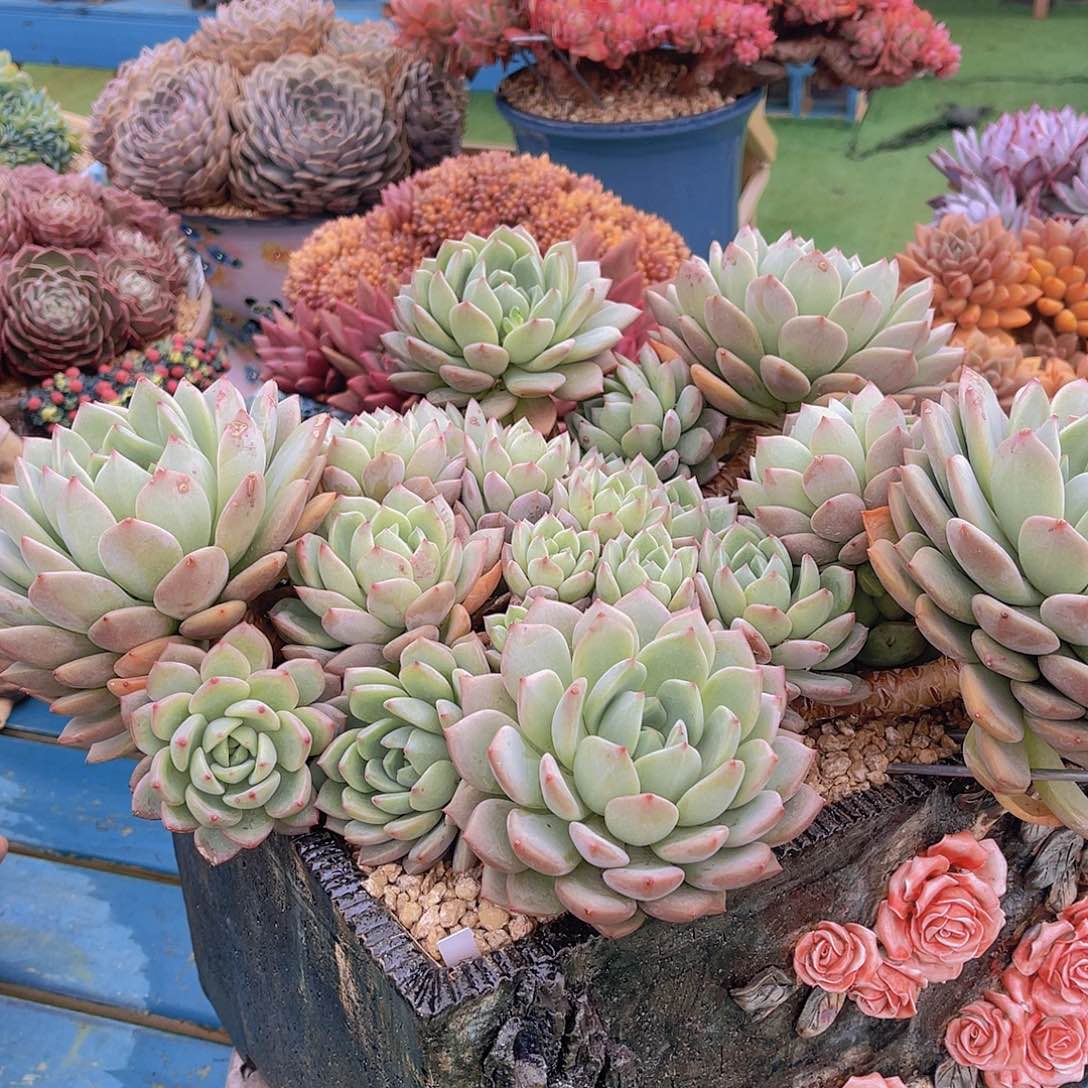 ?*然多肉琥珀冰不带盆安然