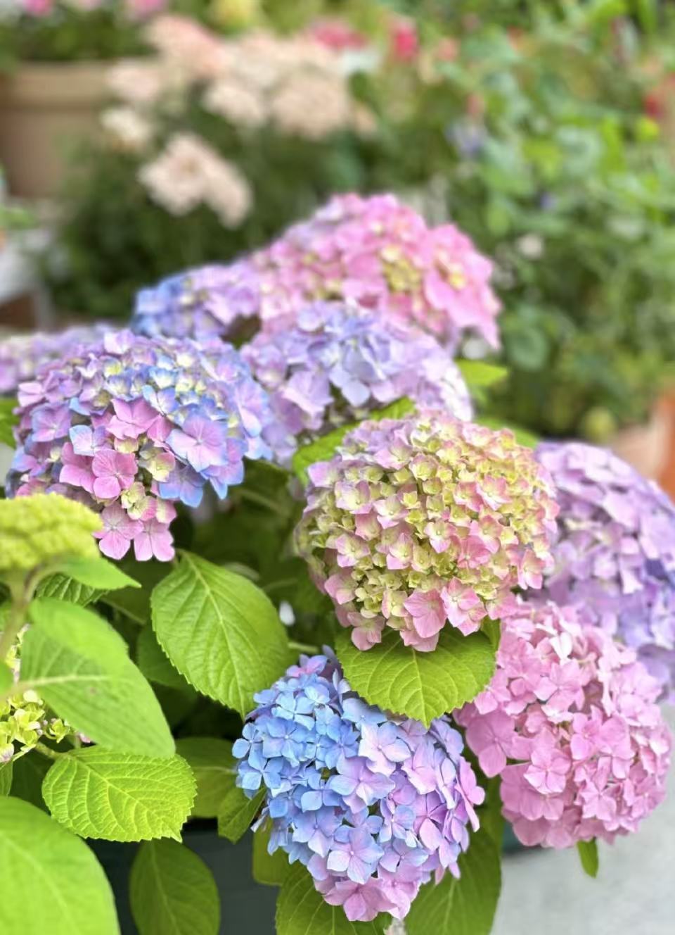 【易多梦幻】1加仑盆 庭院阳台新手好养绿植 盆栽植物