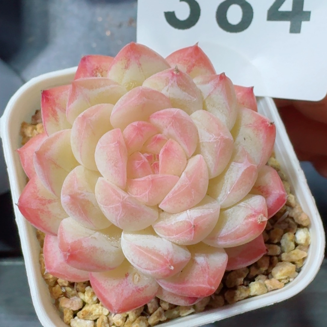 美心         精品多肉