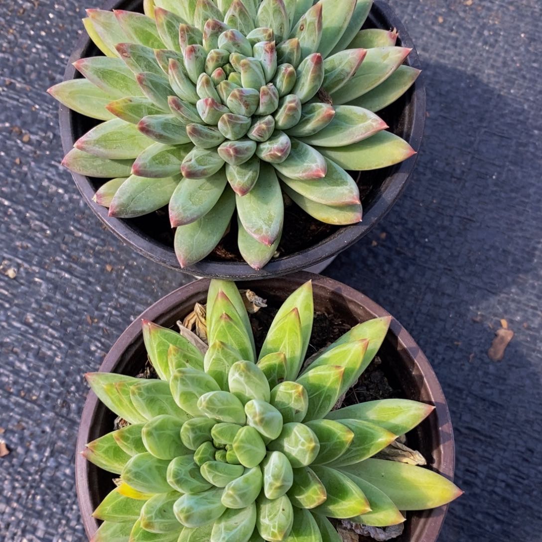 陨石单头两盆多肉