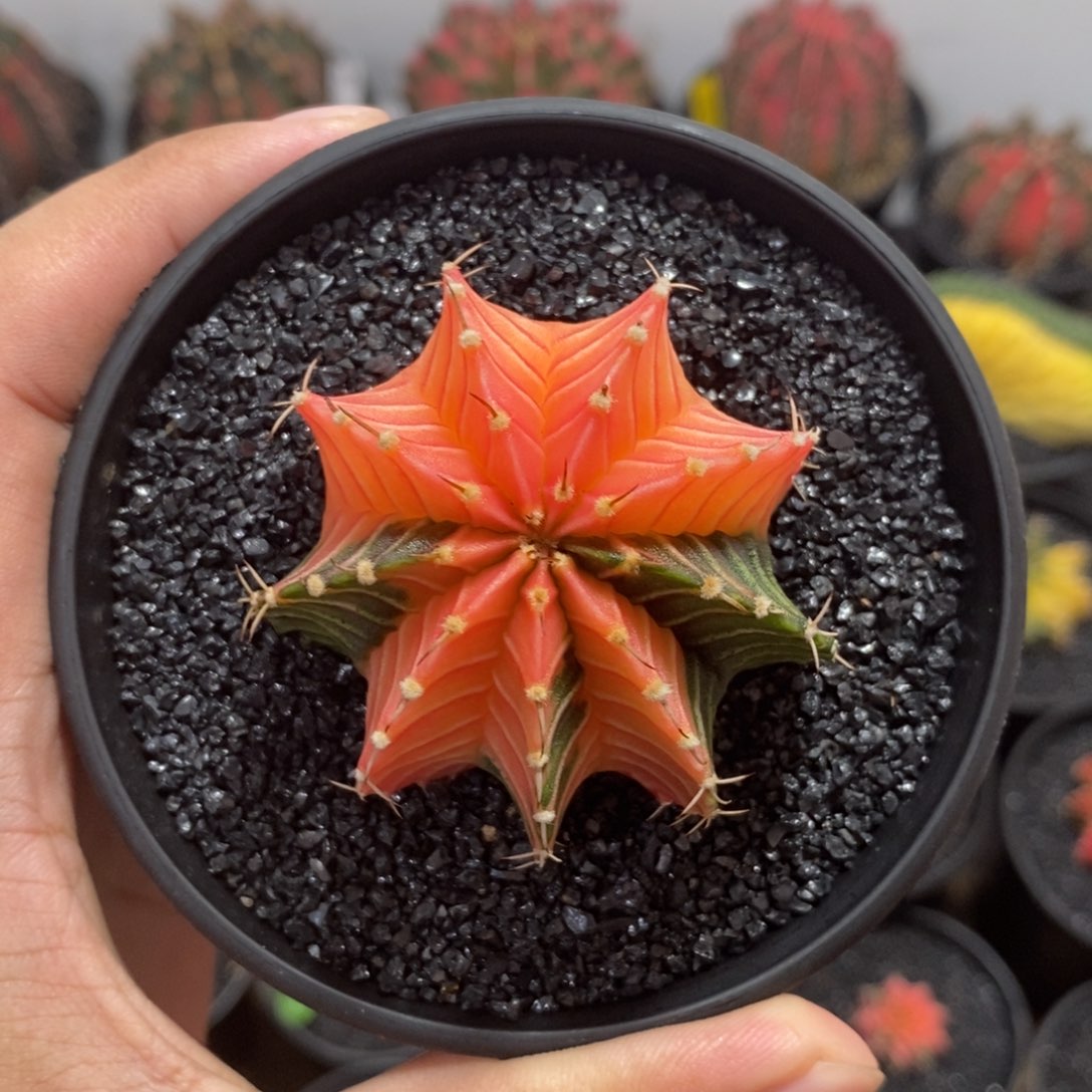 泰系肋骨锦—带盆土发货2