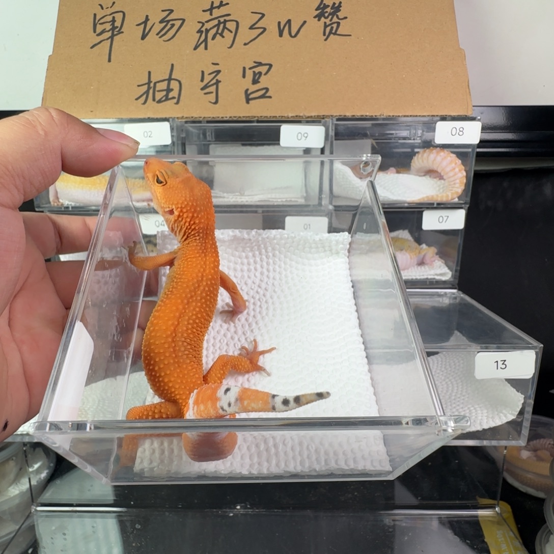 豹纹守宫血蜜橘弟弟