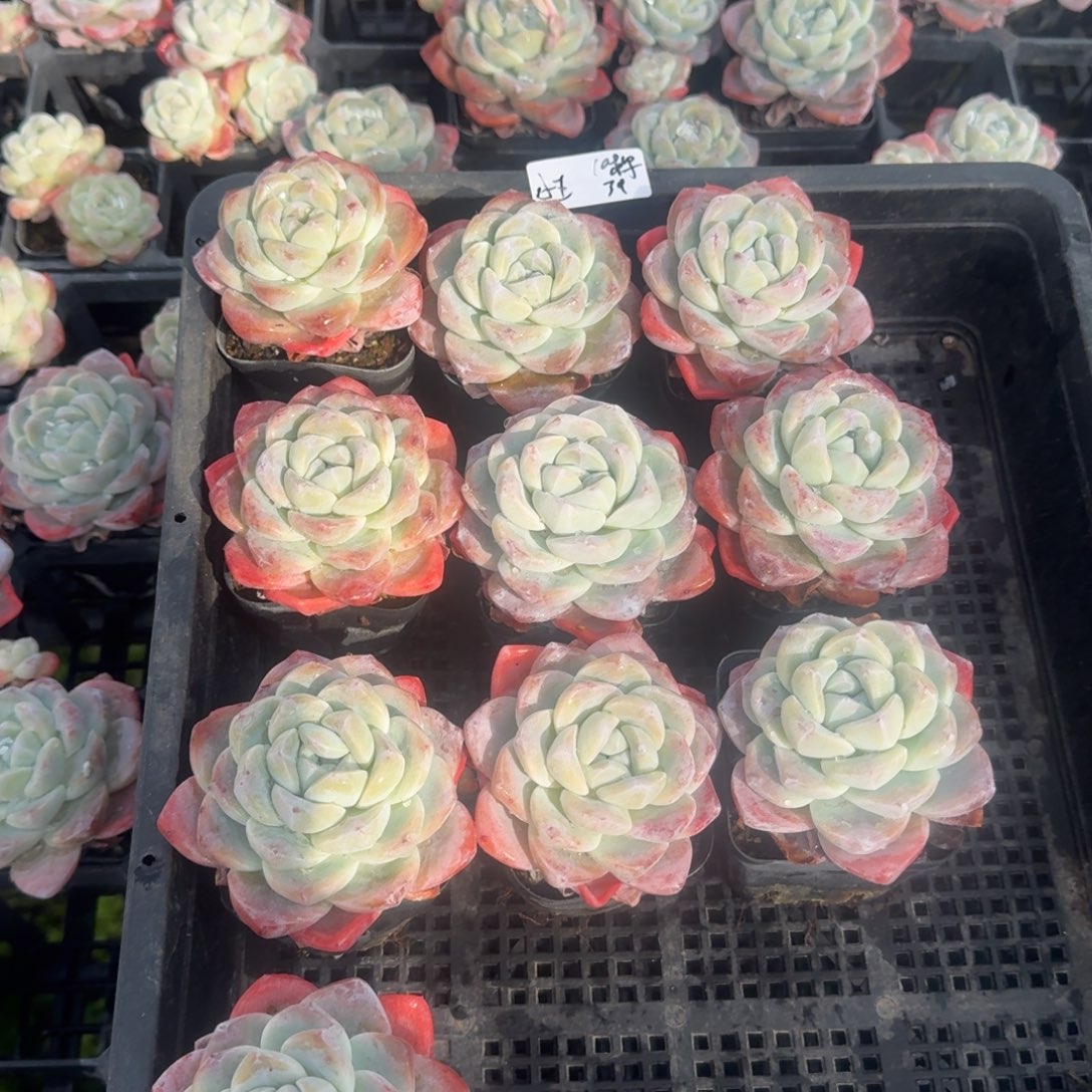 @**?小王冰玉10棵单头