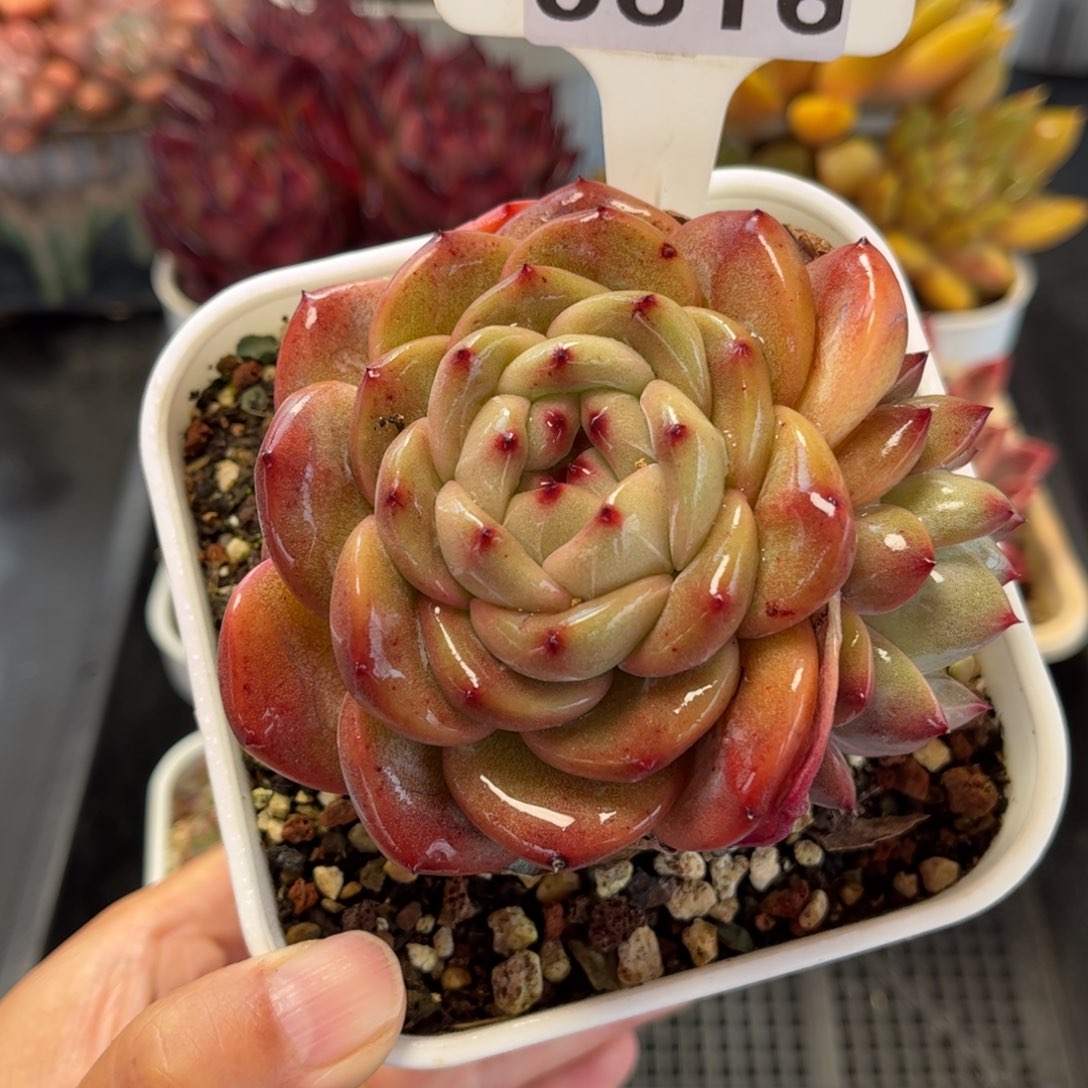 多肉植物0616 满30包邮