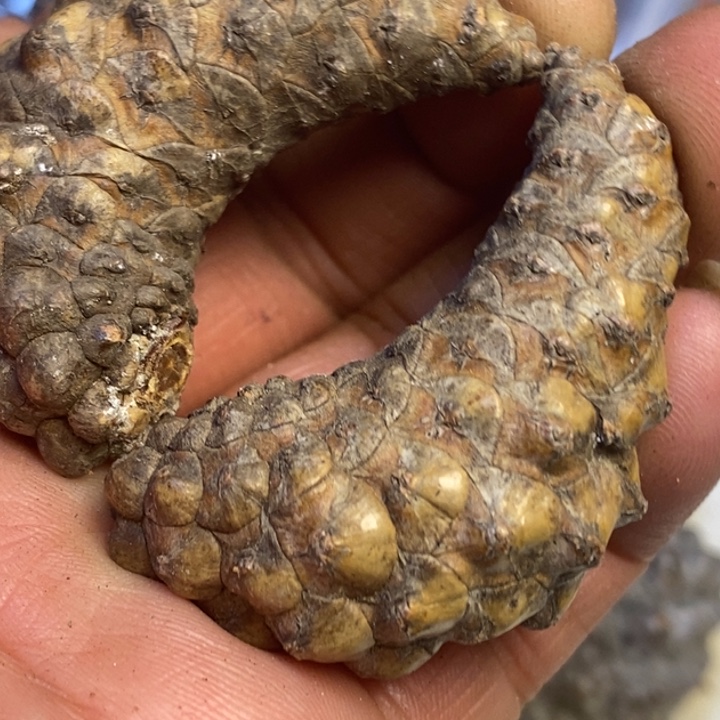 吊坠文玩核桃东北特产22