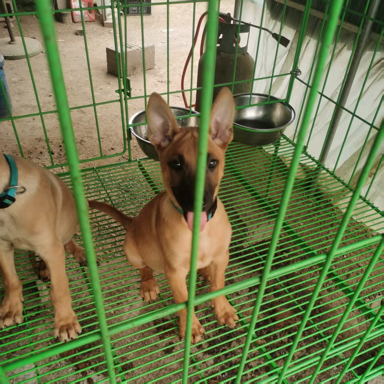 高端马犬私人定制马犬 