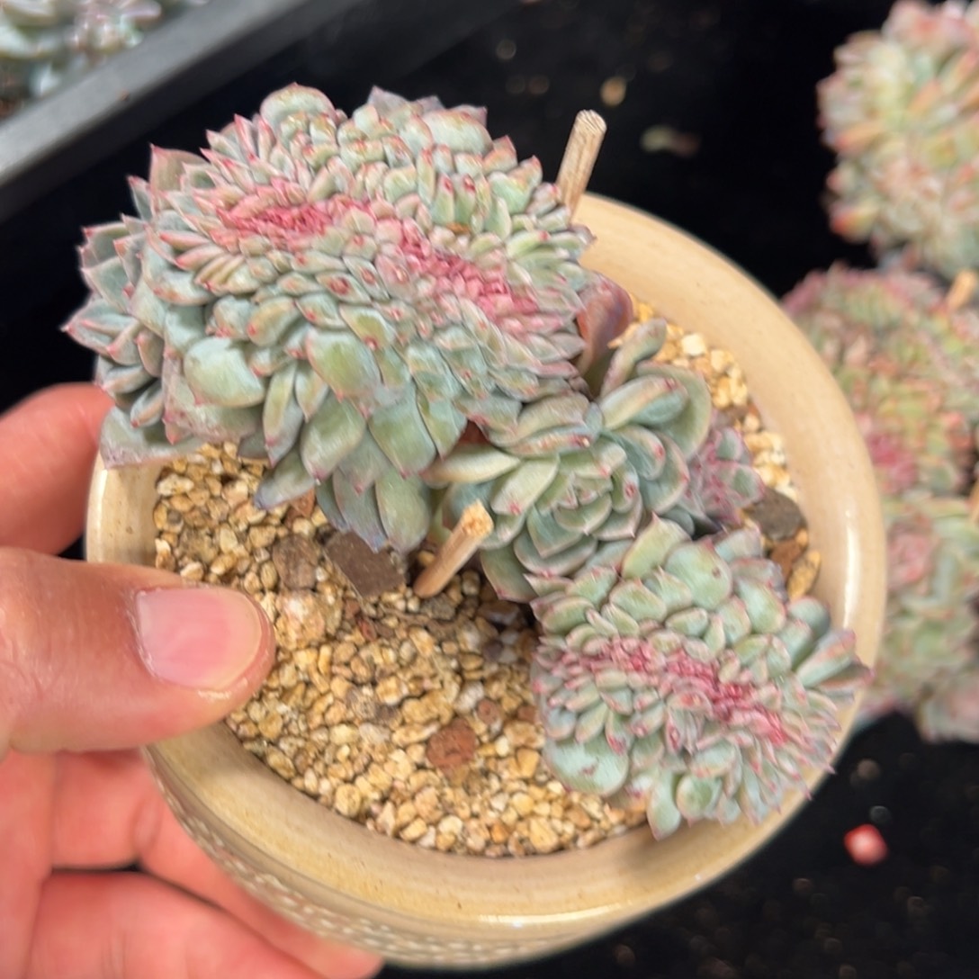 新年快乐 新年快乐