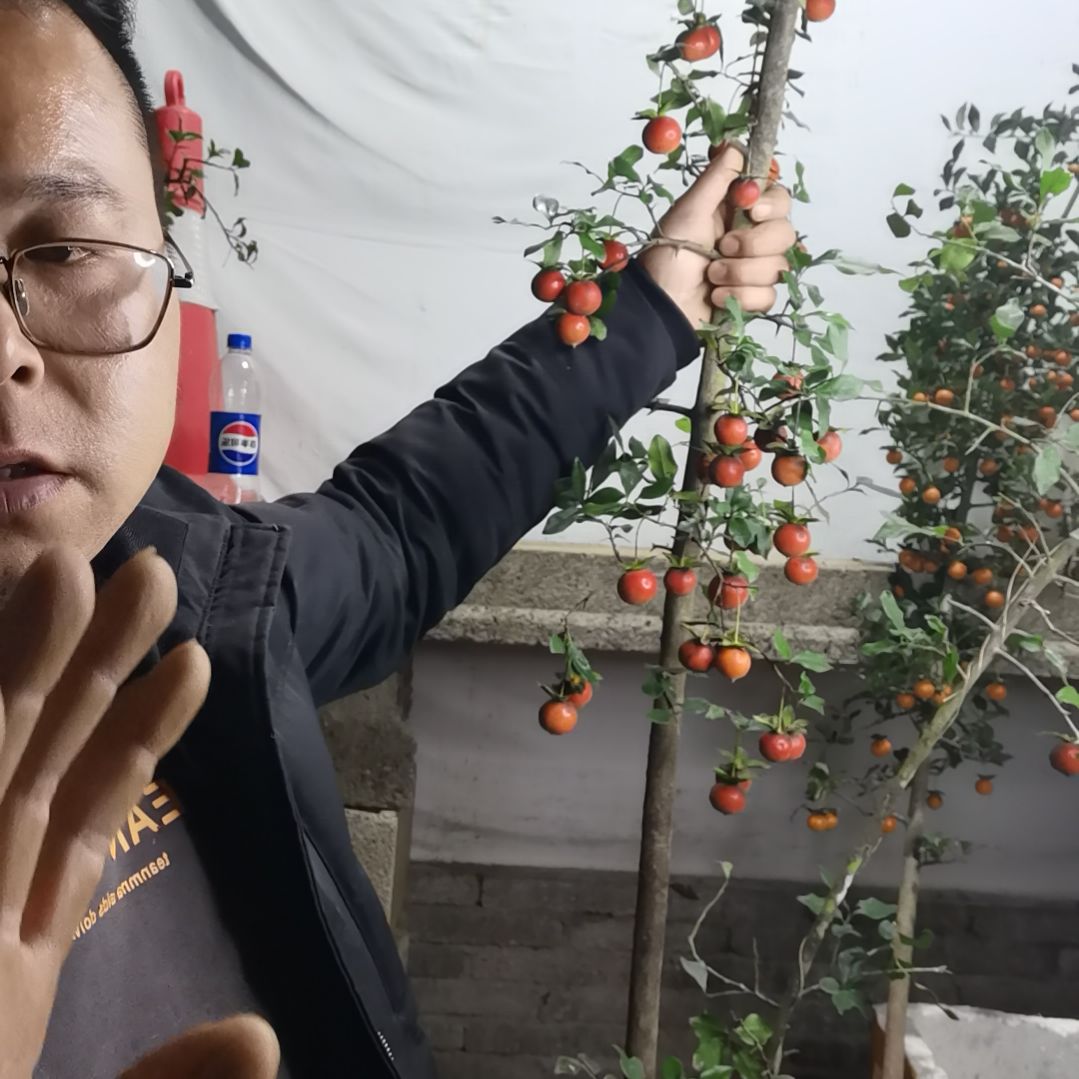 无花朵金弹子四季常青不落叶开花结果