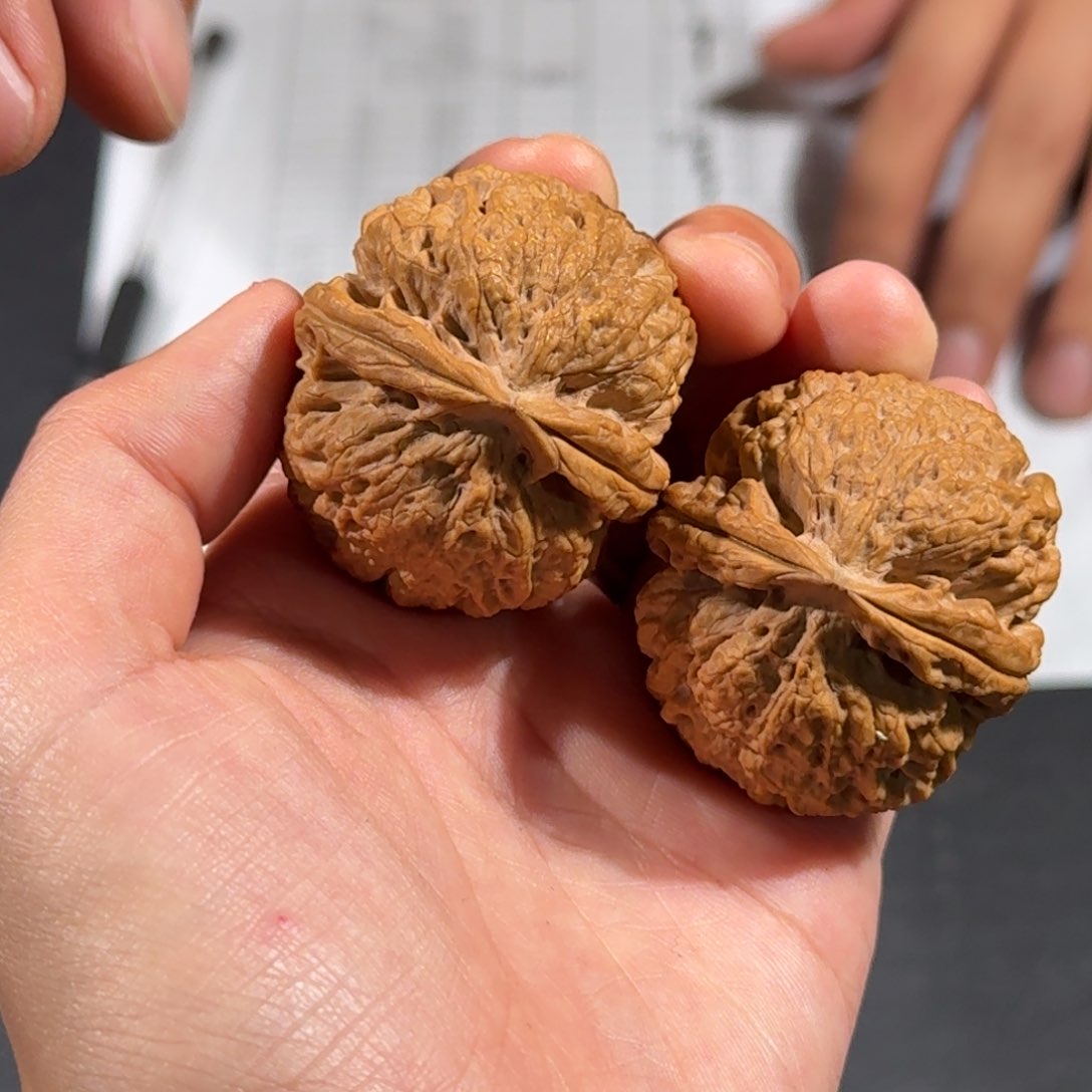 文玩核桃把件320号粗筋霸王