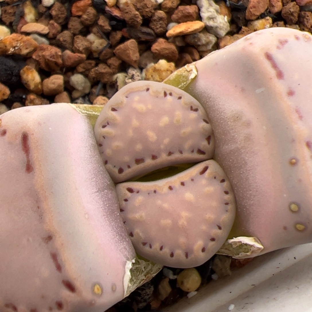 0154号饼干 多肉植物