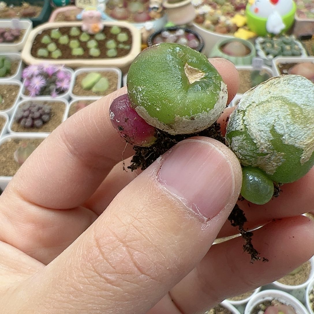 【闪购商品】10 开播福利