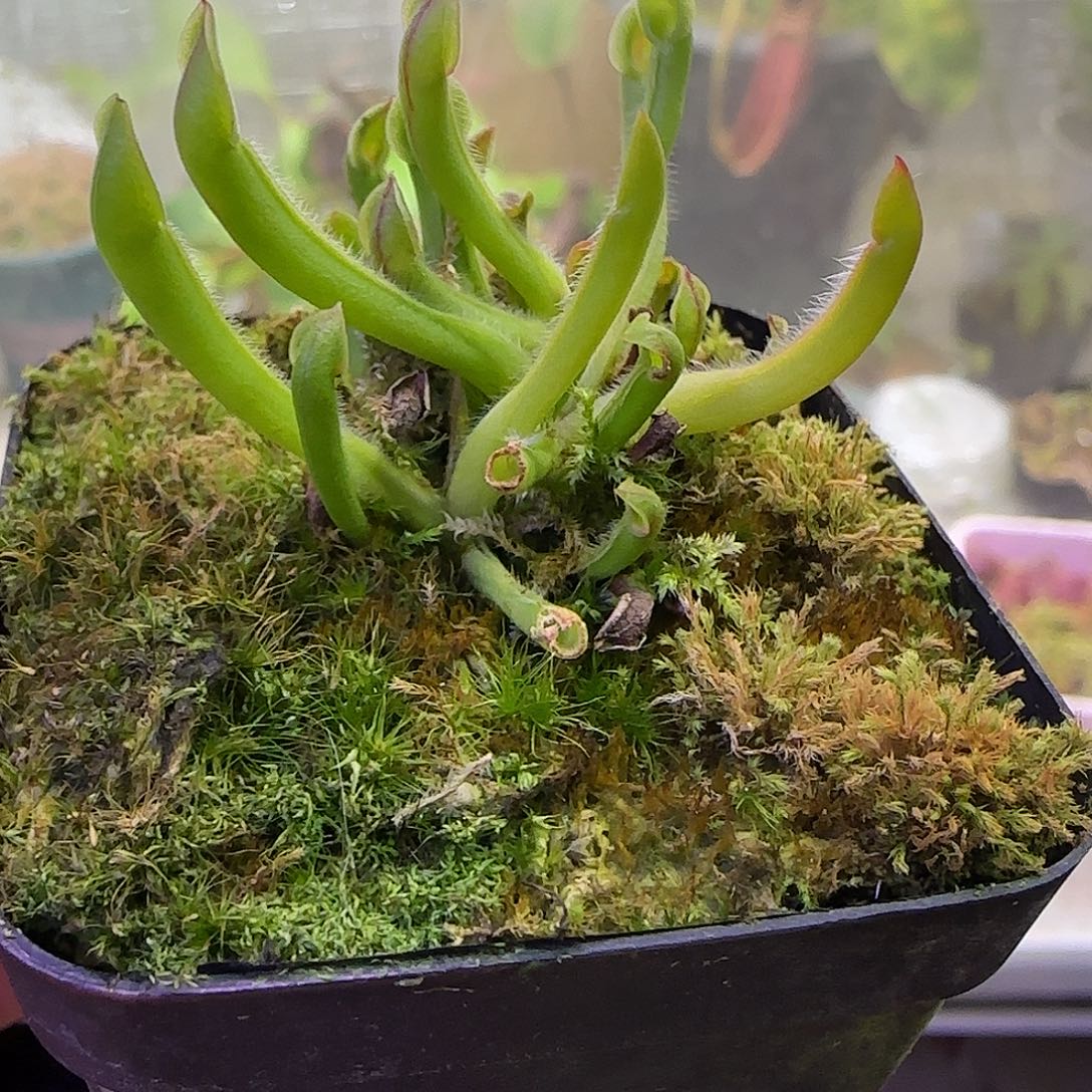 无花朵专拍小太阳