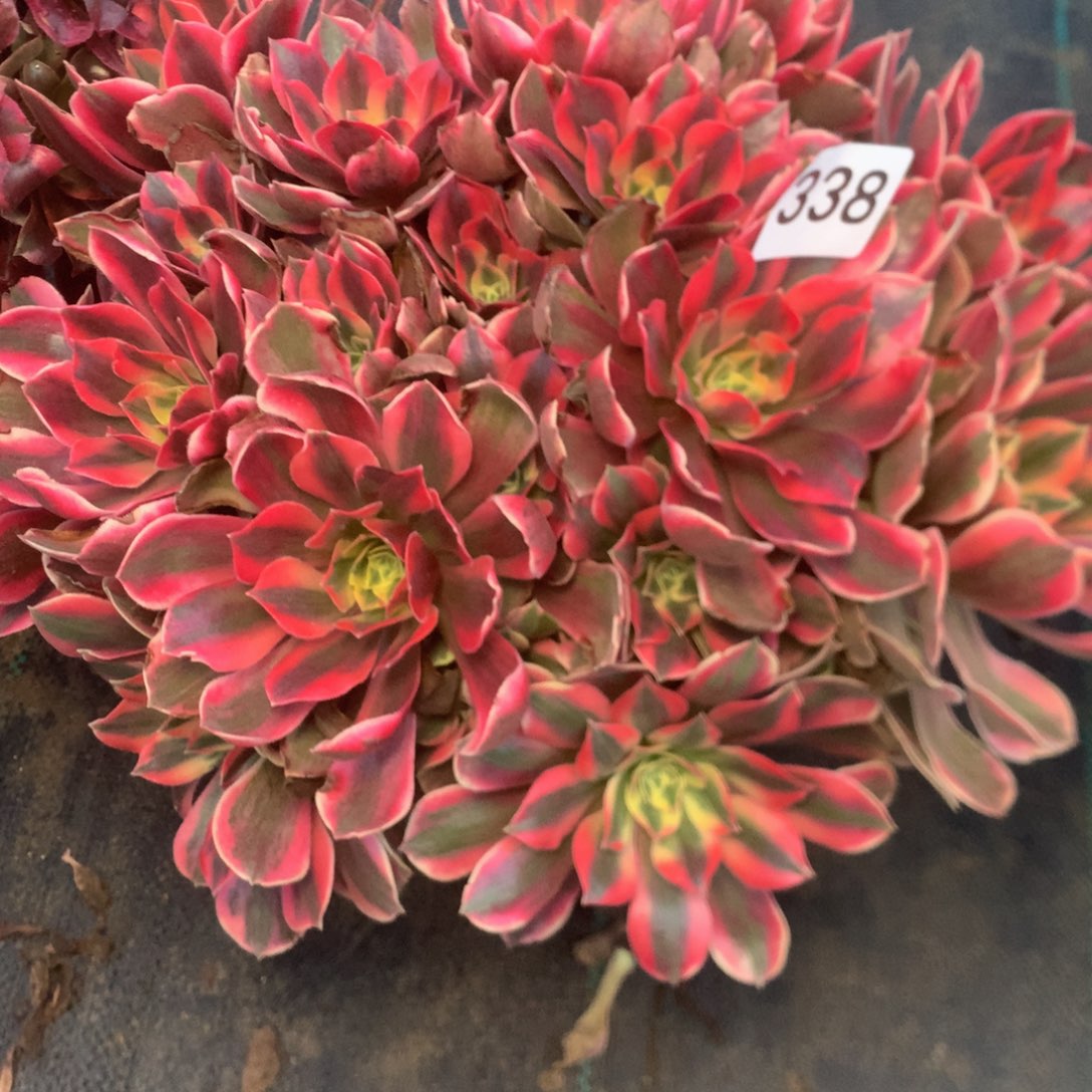 开***花338女妖多多肉植物