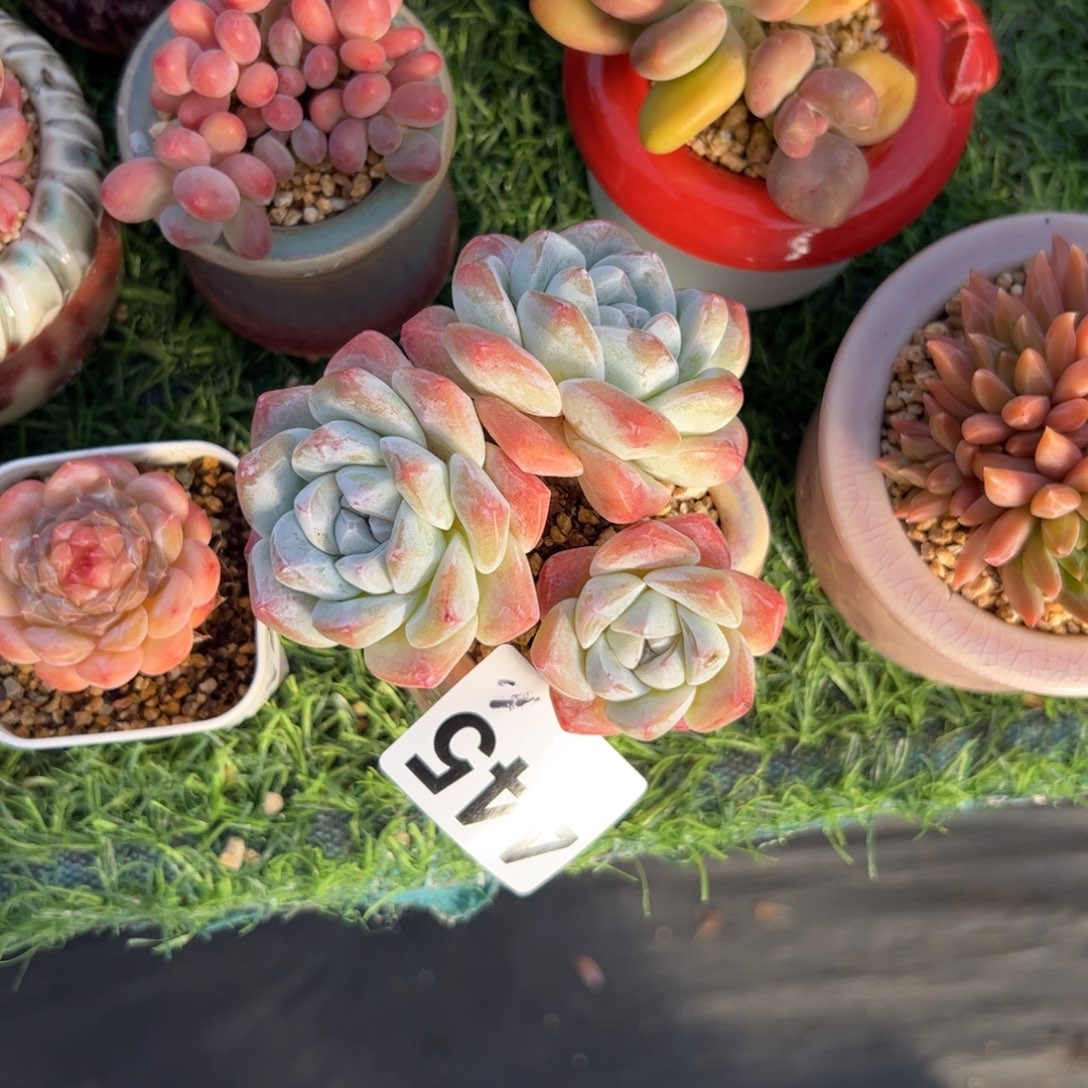 周***周445 多肉植物组合盆栽