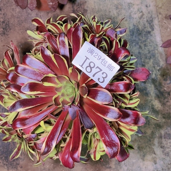 873噢佳丽多肉植物