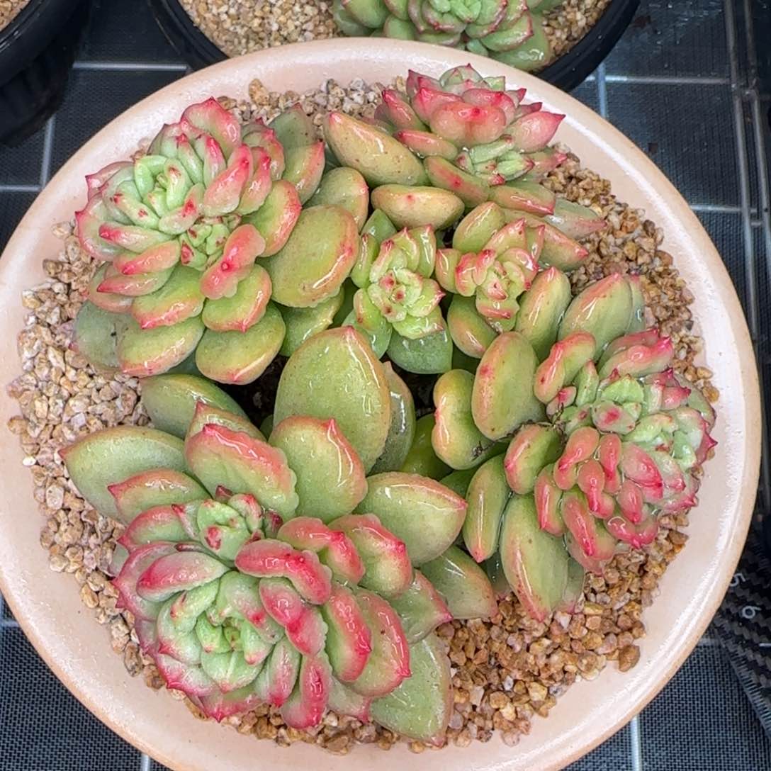 从前慢花园精选多肉苹果花