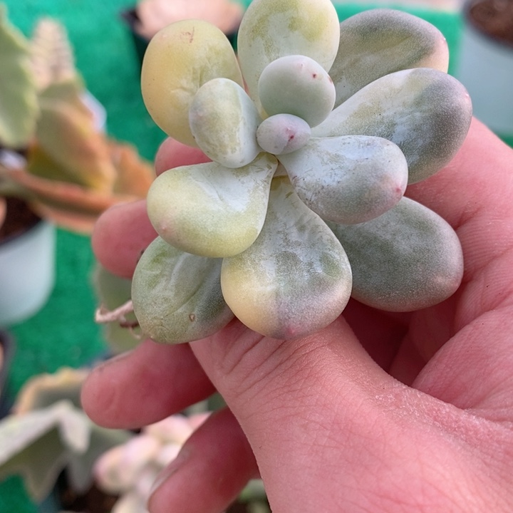 0**6奶酪锦多肉锦景天