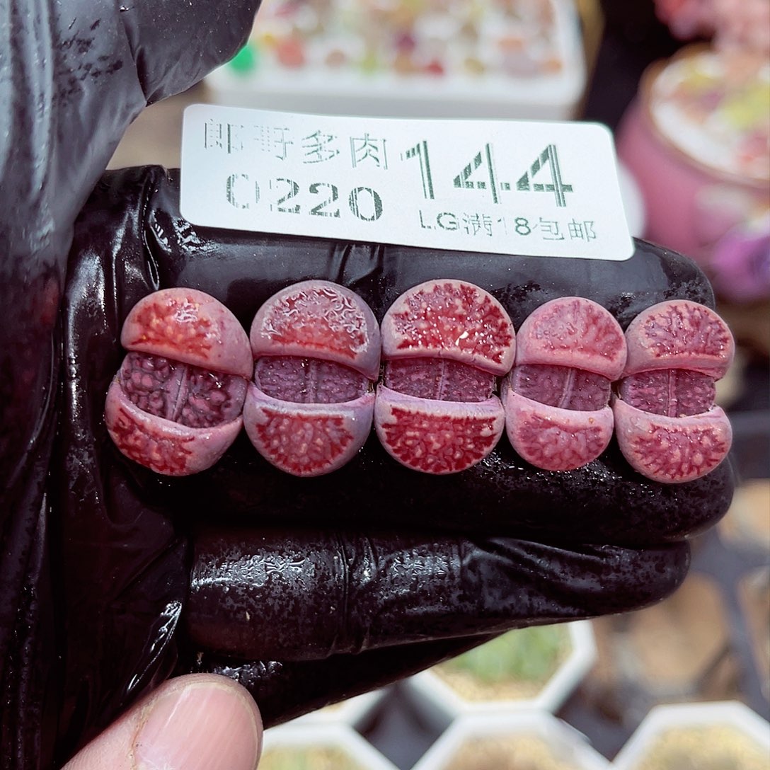 郎哥多肉生石花20-144