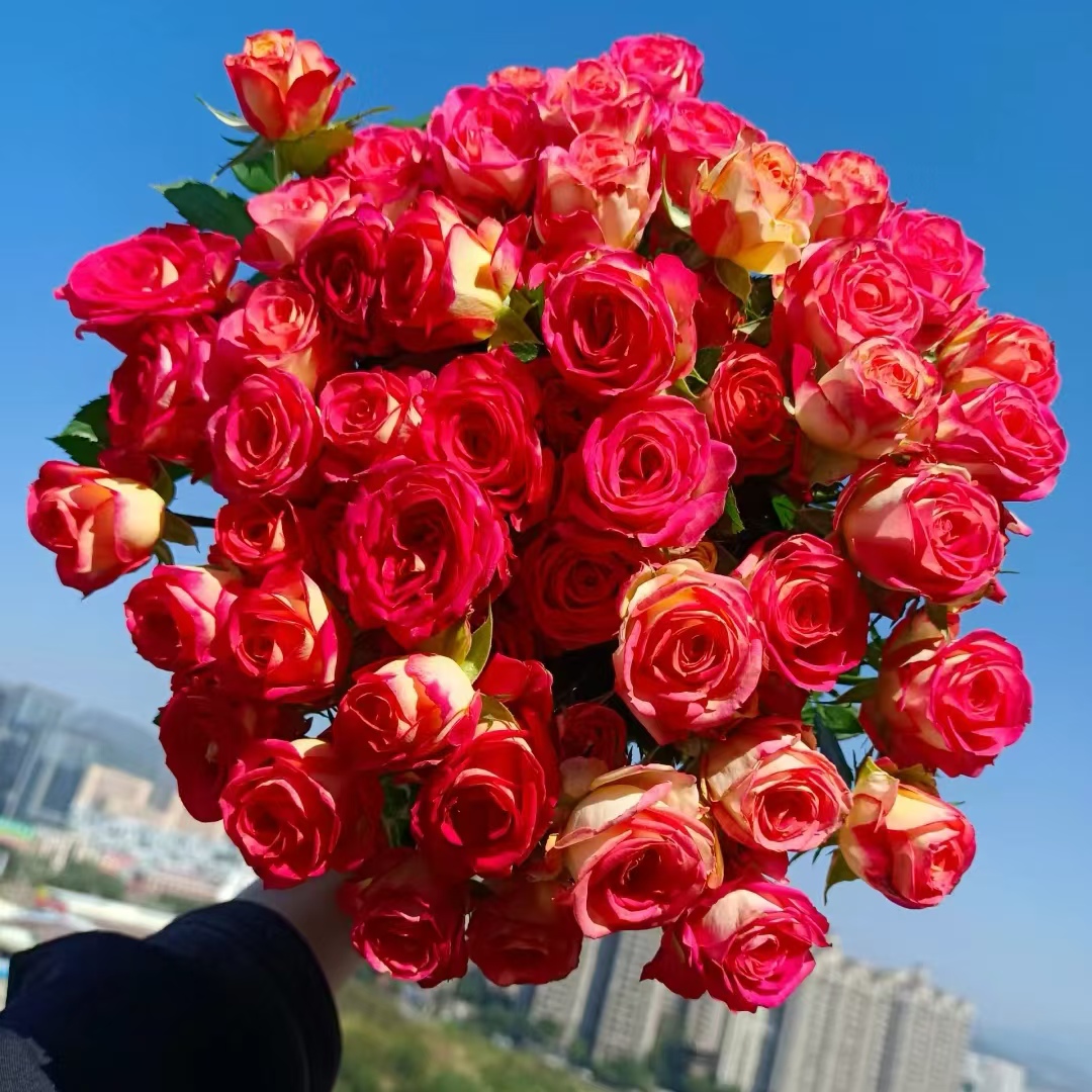 【云上花卉】爱丽丝多头玫瑰-任意2单鲜花包邮 云南鲜花
