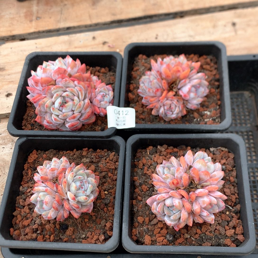 多头雪天使四颗0412