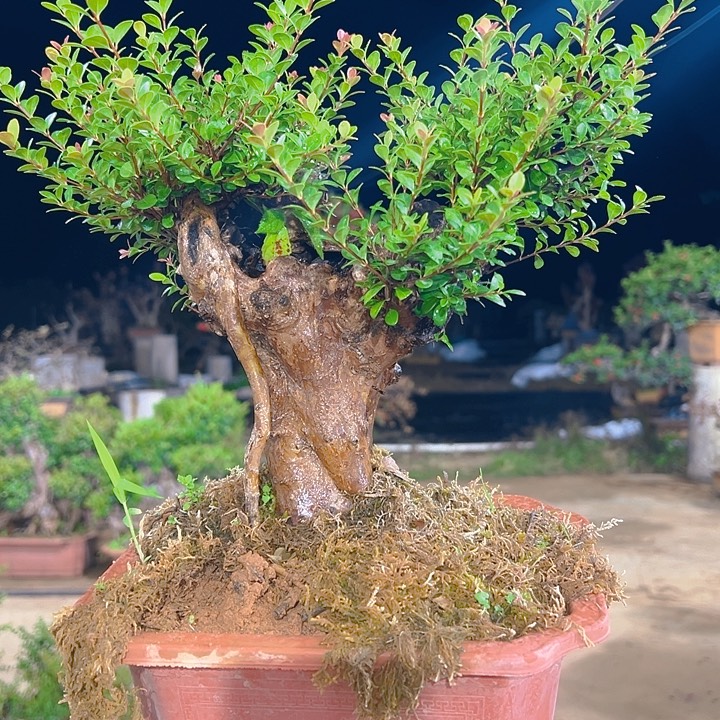 无花朵山采红芽赤楠