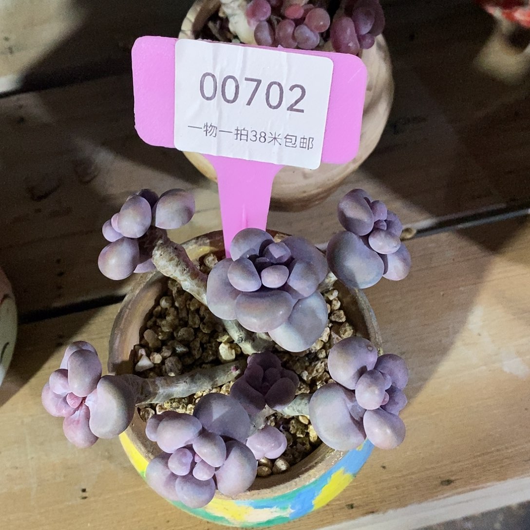 00702Celine小雨我姐姐