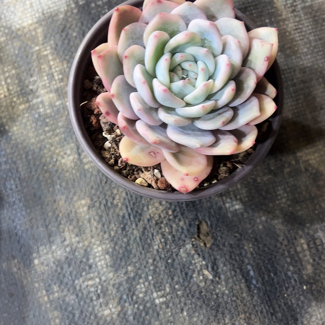 包***头橙子锦单多肉植物