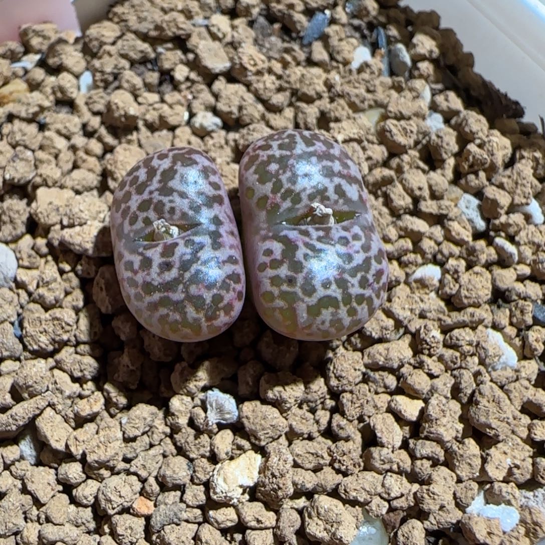 肉锥多肉植物组合-豹纹鸟663