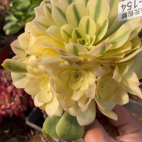 154雪莲多肉清棚福利